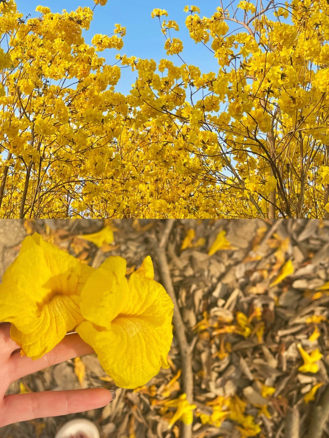 揭阳风铃木景点在哪图片