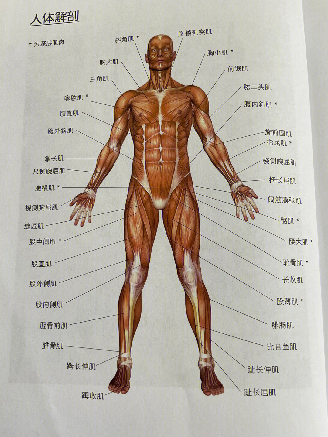 人体构造男性全身图片