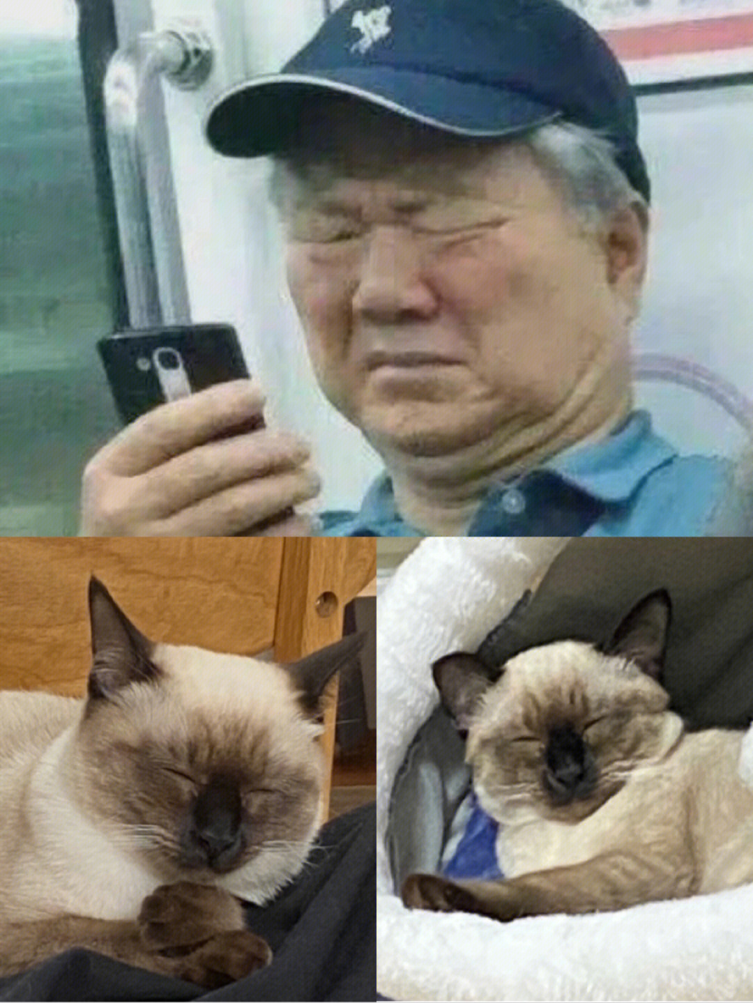 天呐怎么会这么像有一只表情包小猫咪