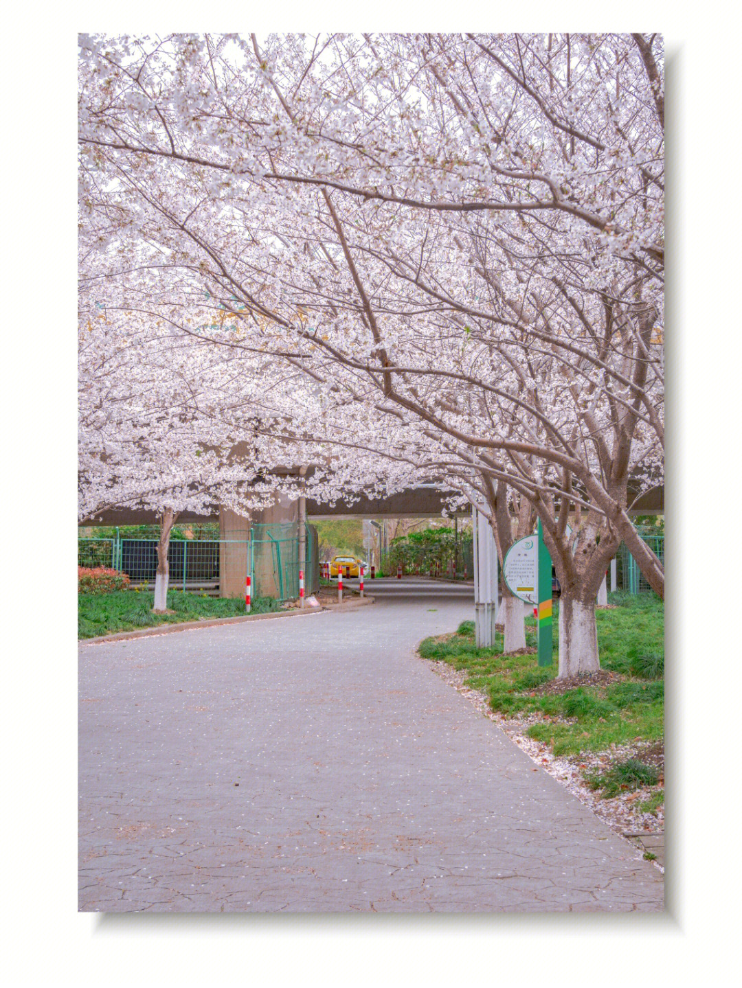 高东镇樱花园图片图片