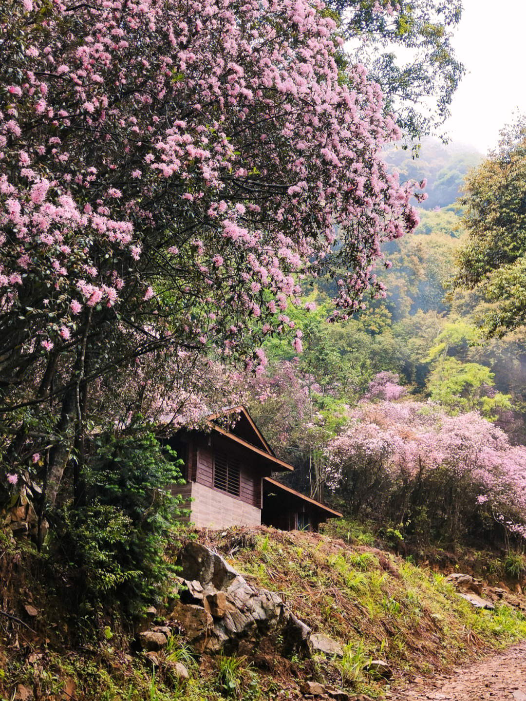 德昌小高乡海花村图片图片