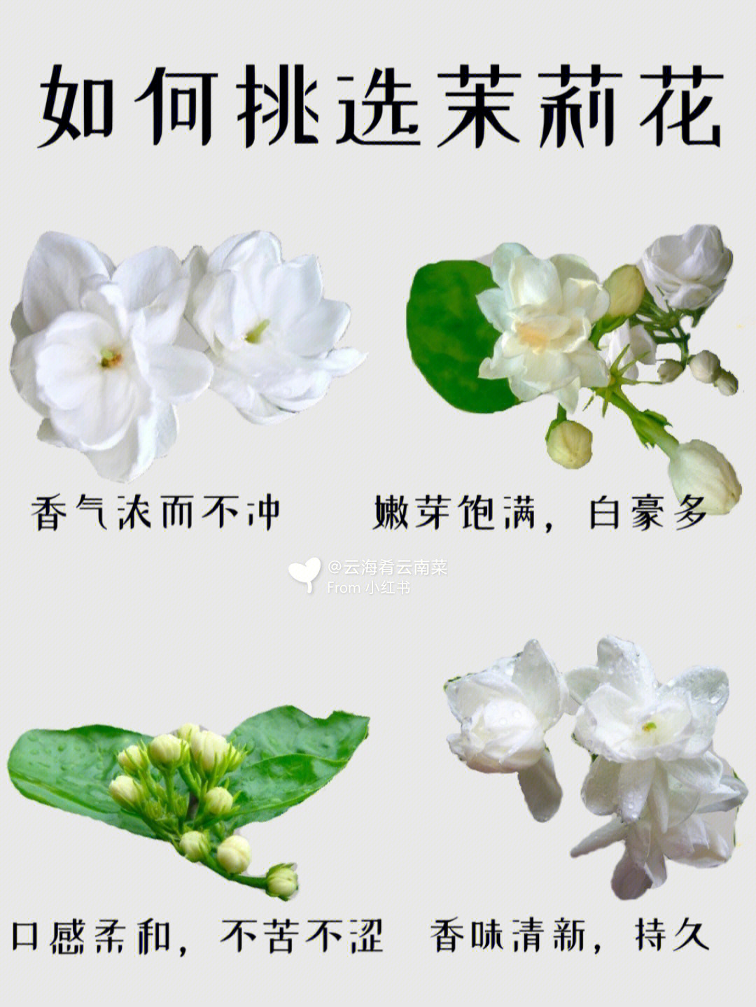 茉莉花花蕊是什么颜色图片