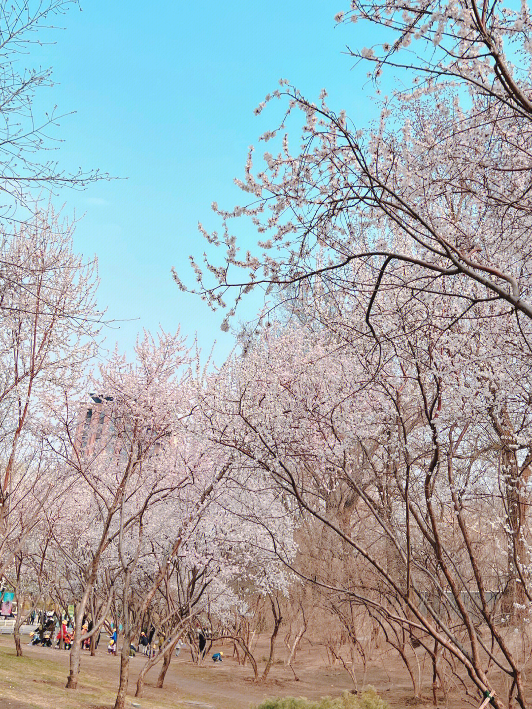 樱花 季节图片