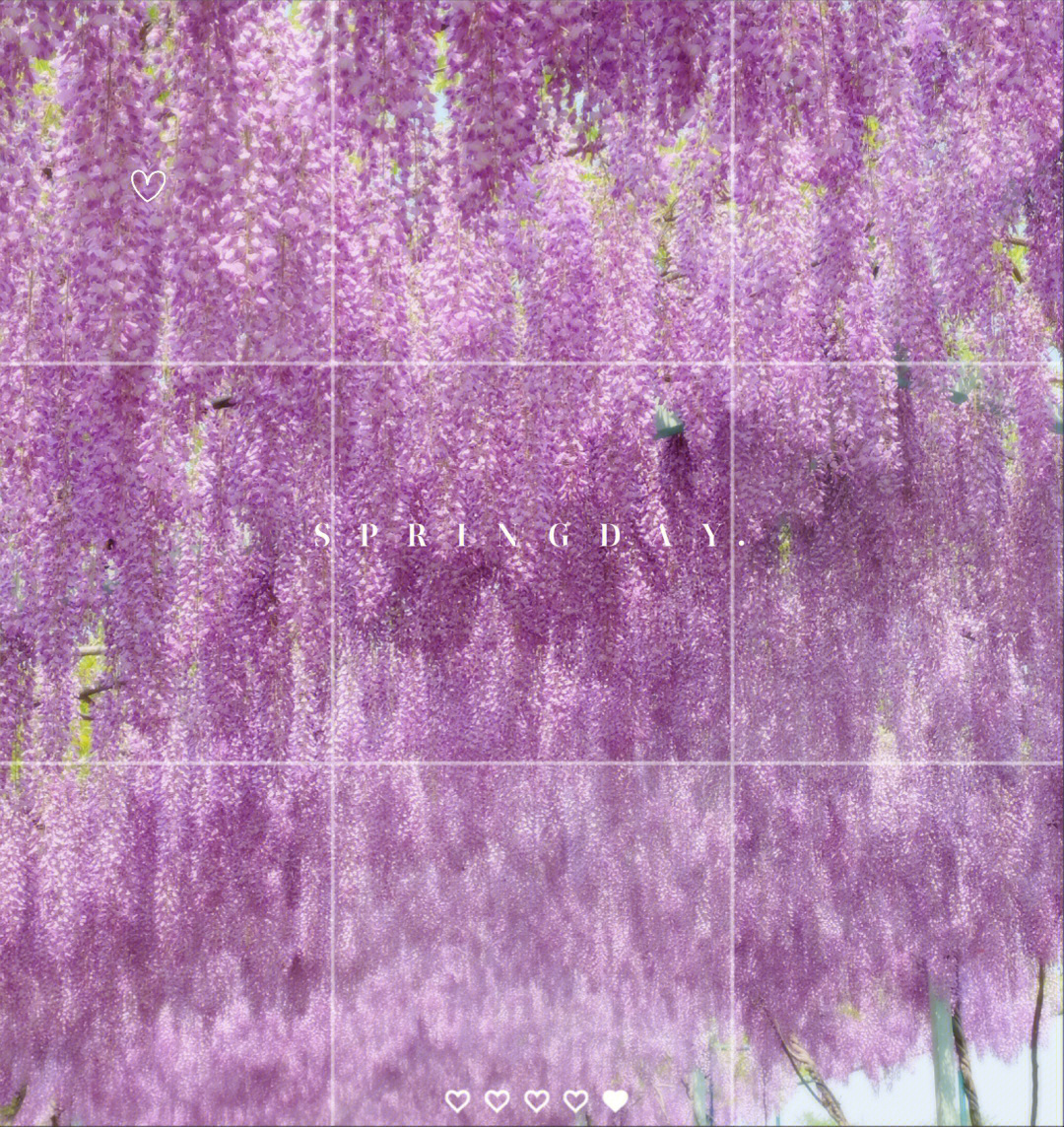 紫藤萝瀑布