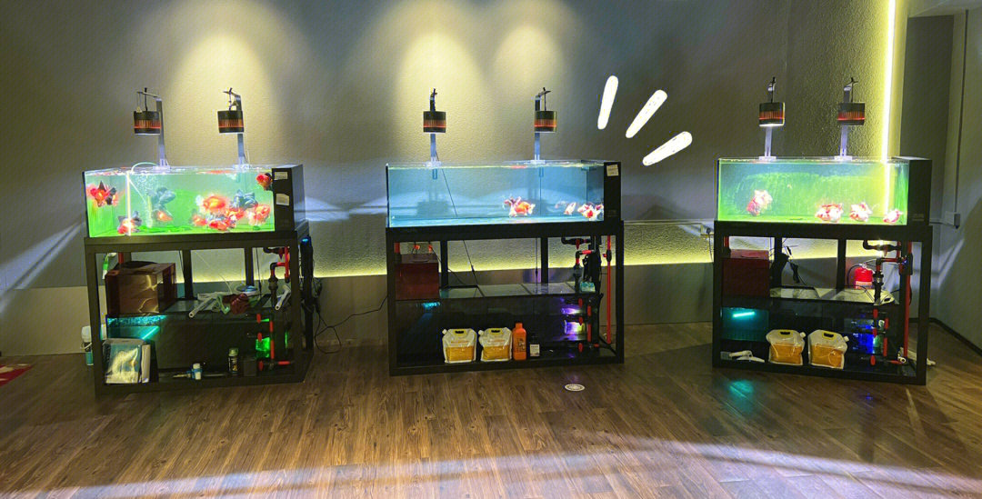 水鸦鱼缸鱼缸全面涨价!庆幸之前没有犹豫果断定了四台放在展厅!