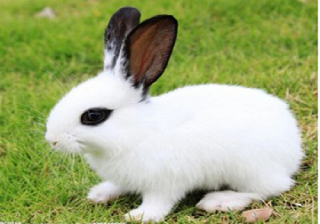 养兔经验兔子球虫病病吃什么药