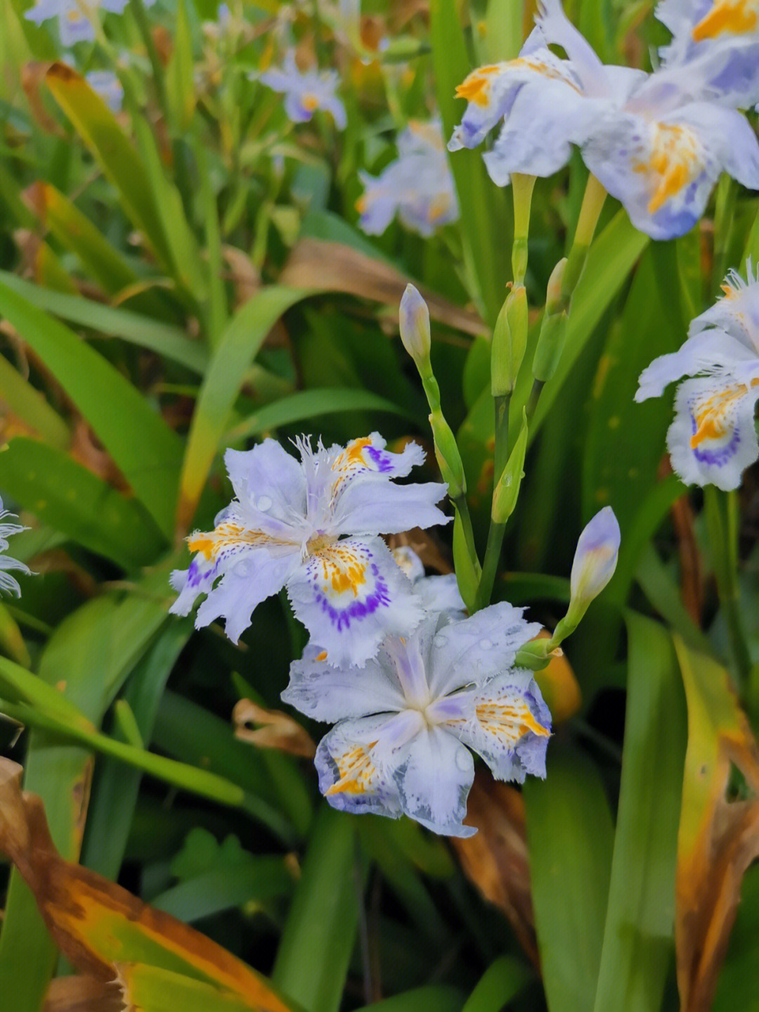 春天里的鸢尾花