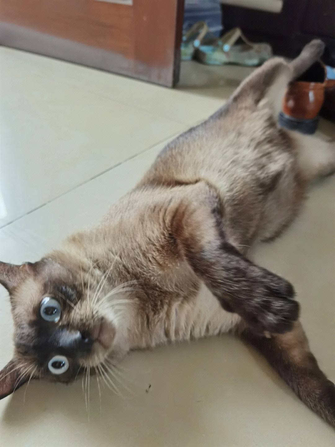 暹罗猫的性格图片
