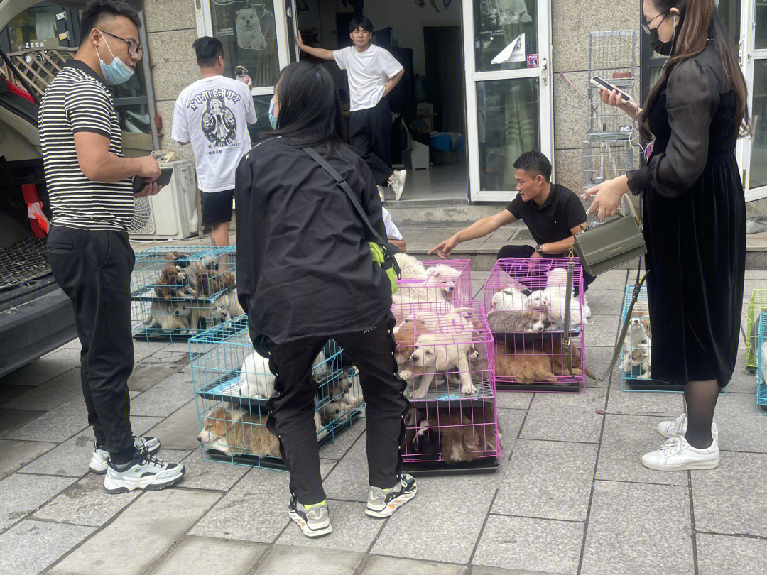 宁波猫狗市场图片