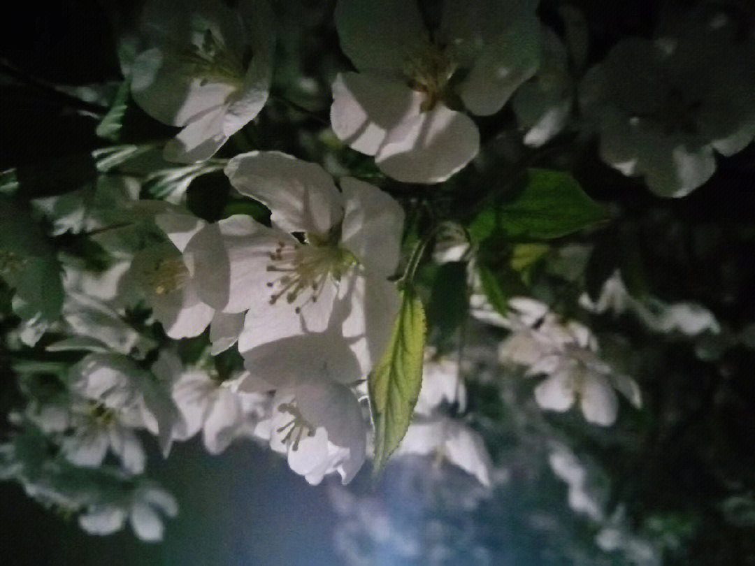 晚夜玉衡海棠品种图片