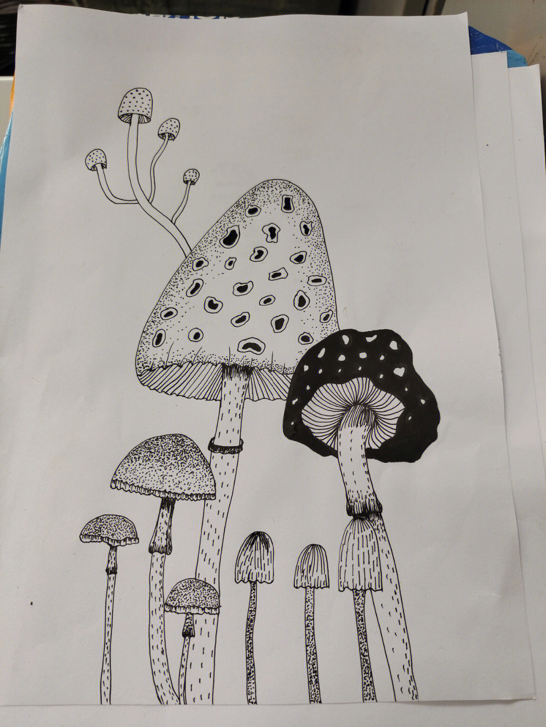 美术画蘑菇线描图片