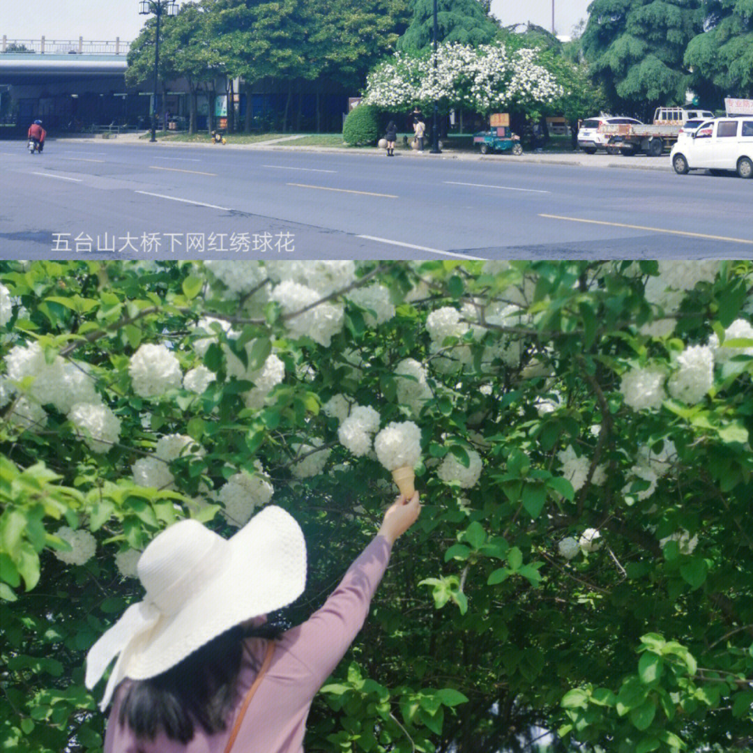 打卡网红拍照点之五台山下绣球花