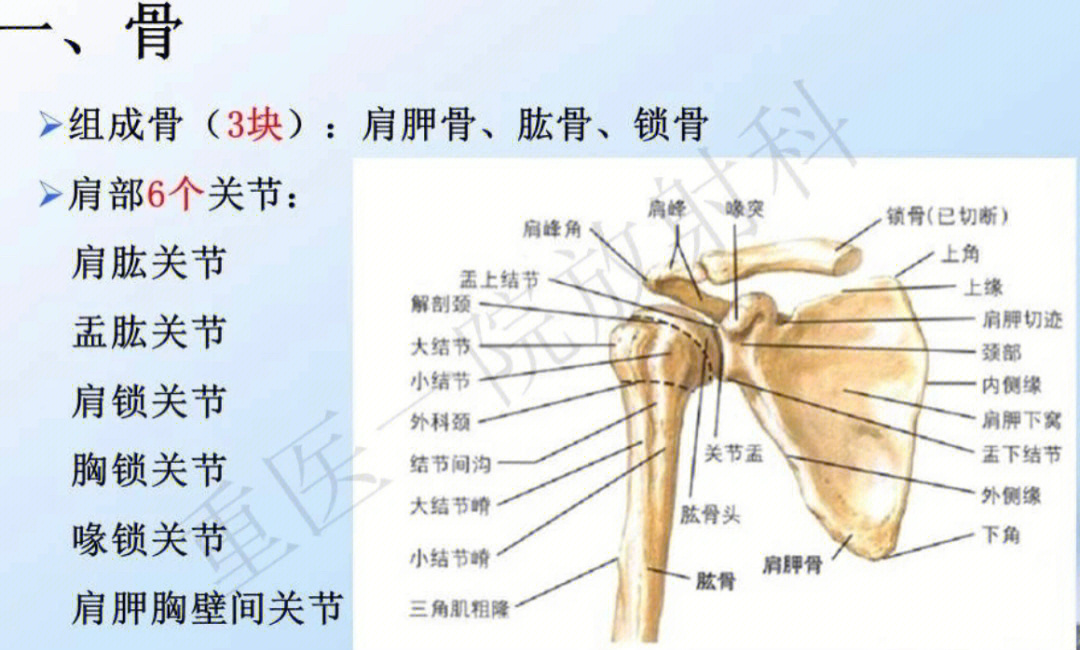 肩关节周围解剖结构图图片