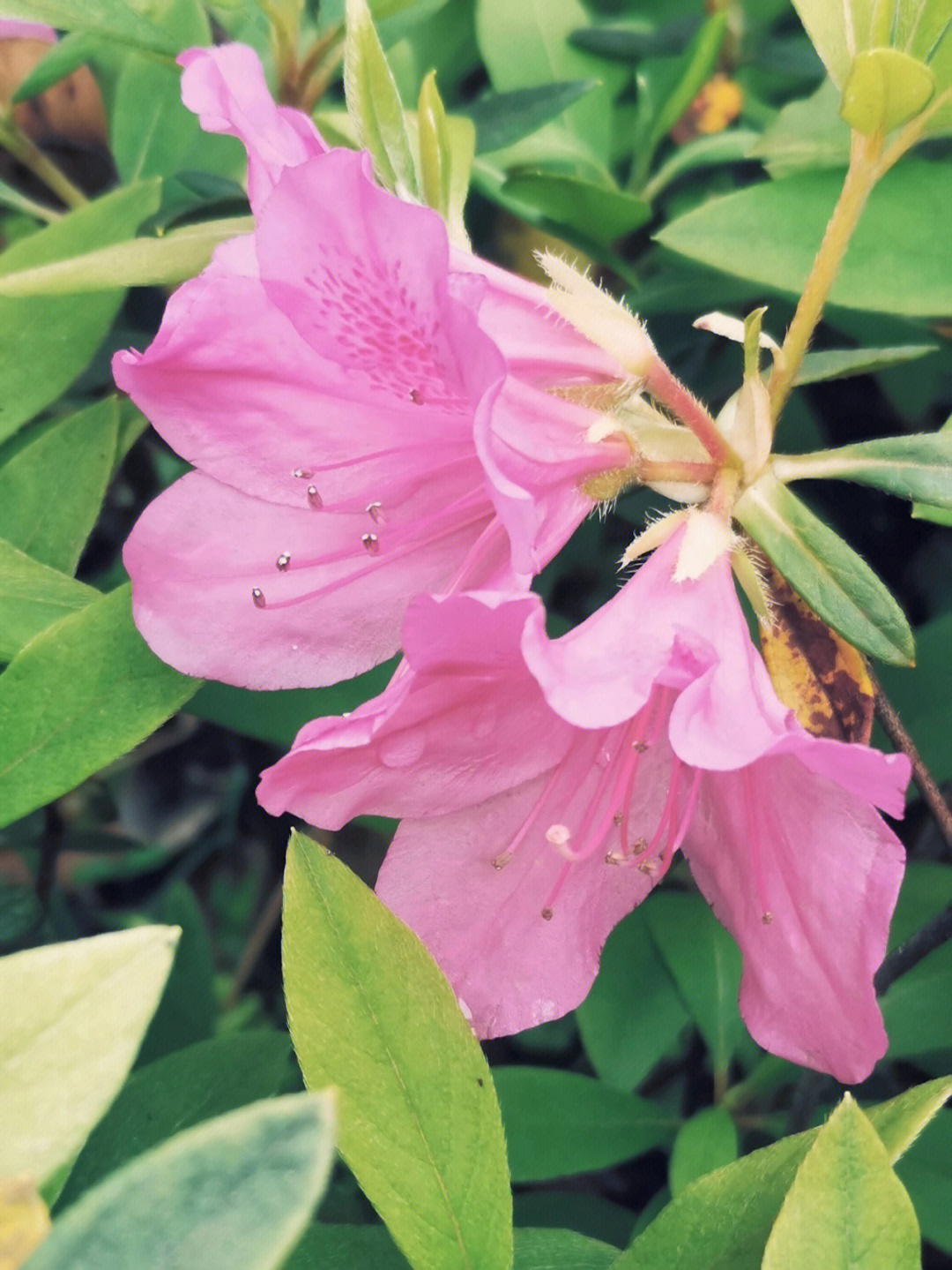 植物科普锦绣杜鹃