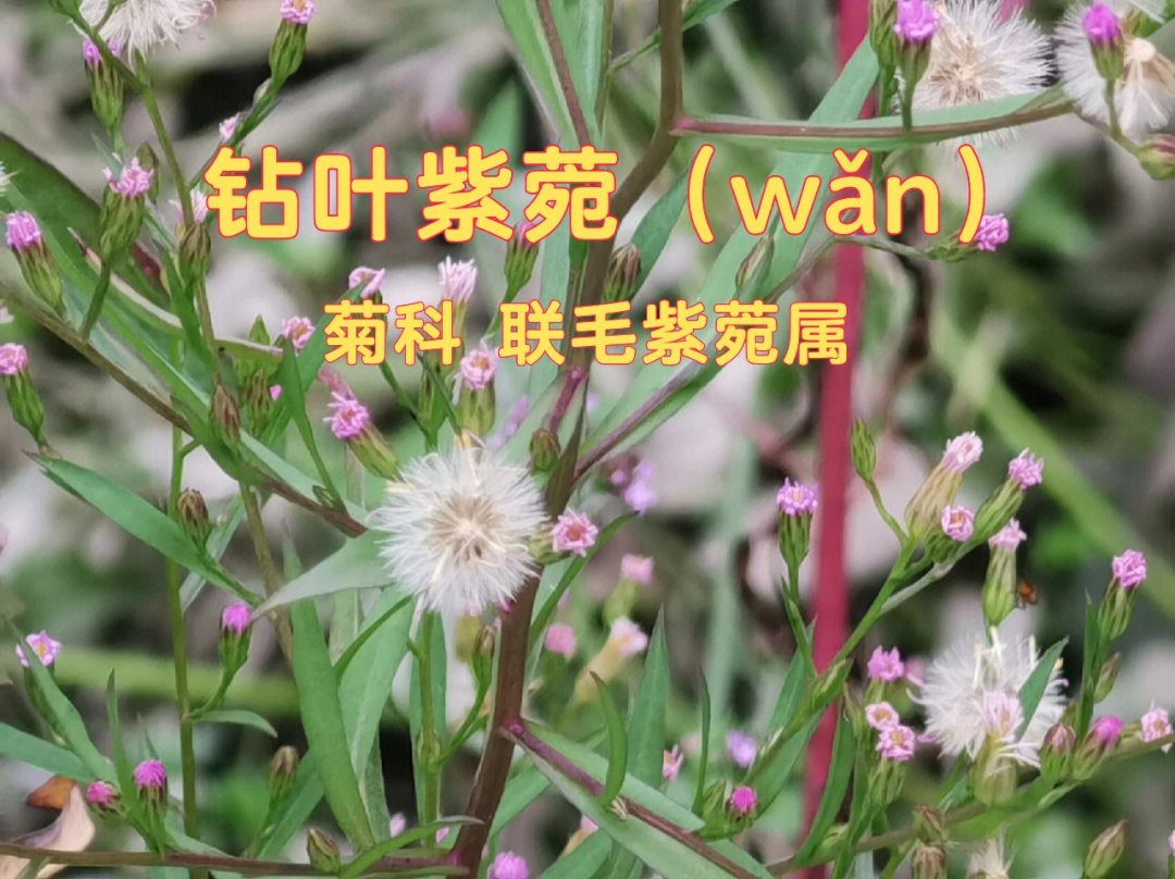 91【钻叶紫菀(wǎn)】91(外来入侵物种)====================90