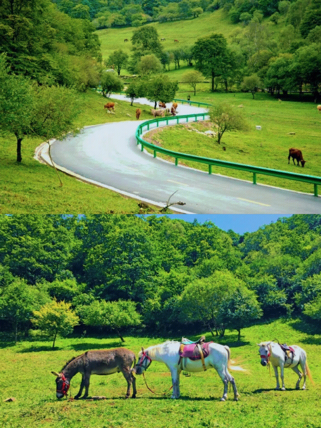 免票西安周边小瑞士夏日避暑胜地大水川