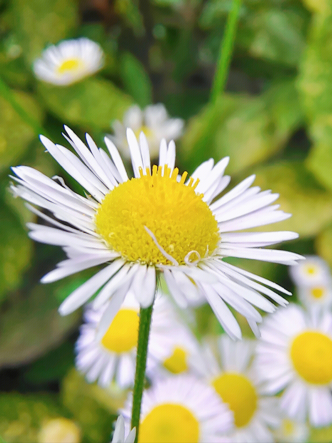 花期虽短图片