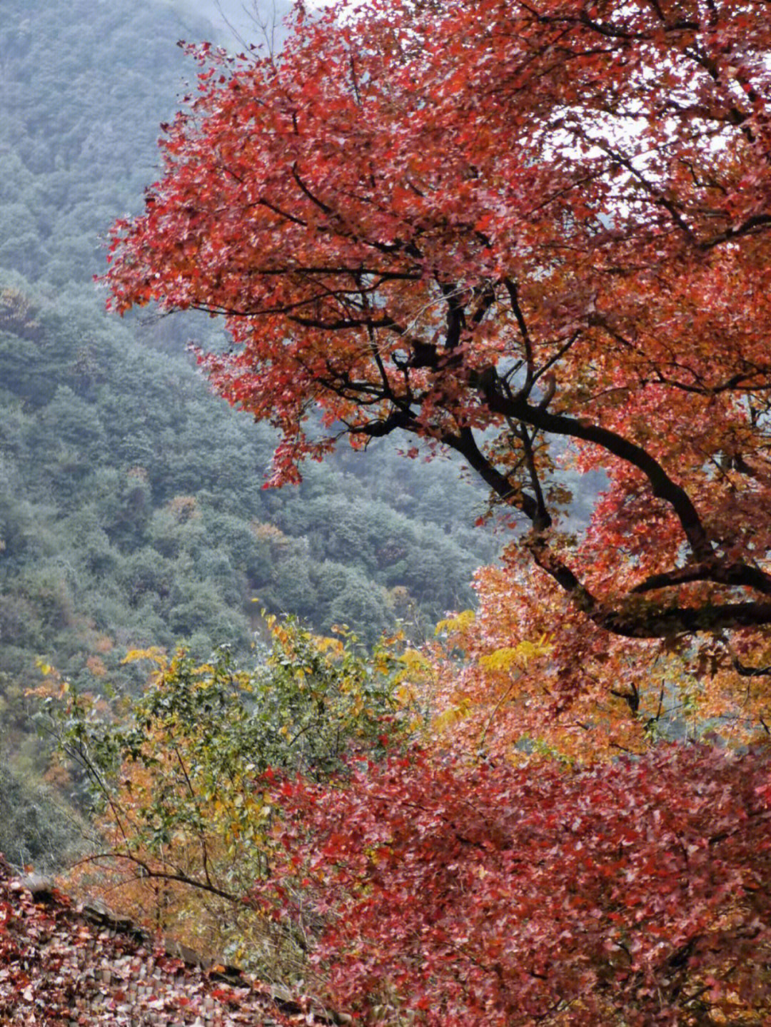 陶宴岭古道图片