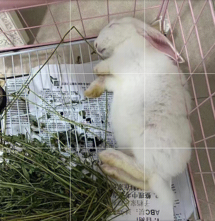 兔子睡觉姿势图解图片