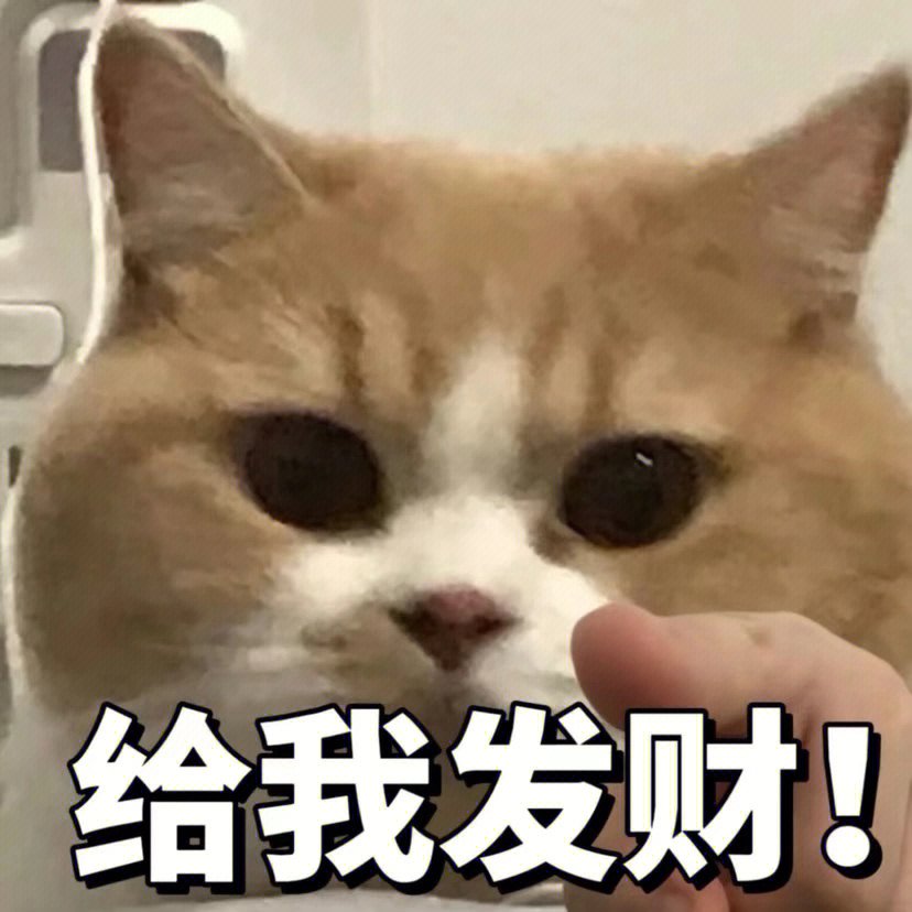 猫猫头富二代图片