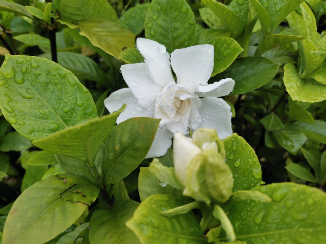 栀子花(学名:gardenia jasminoides ellis)别名:黄栀子,山栀,白蟾,是