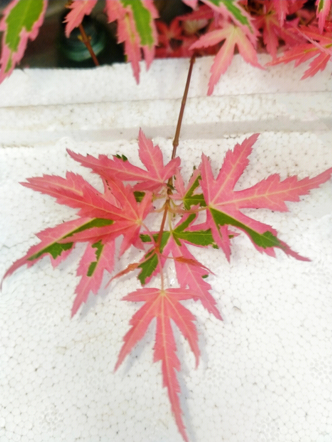 日本红枫泰勒夏叶