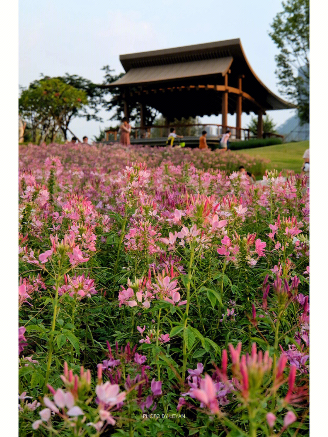 台山桂水村花海图片