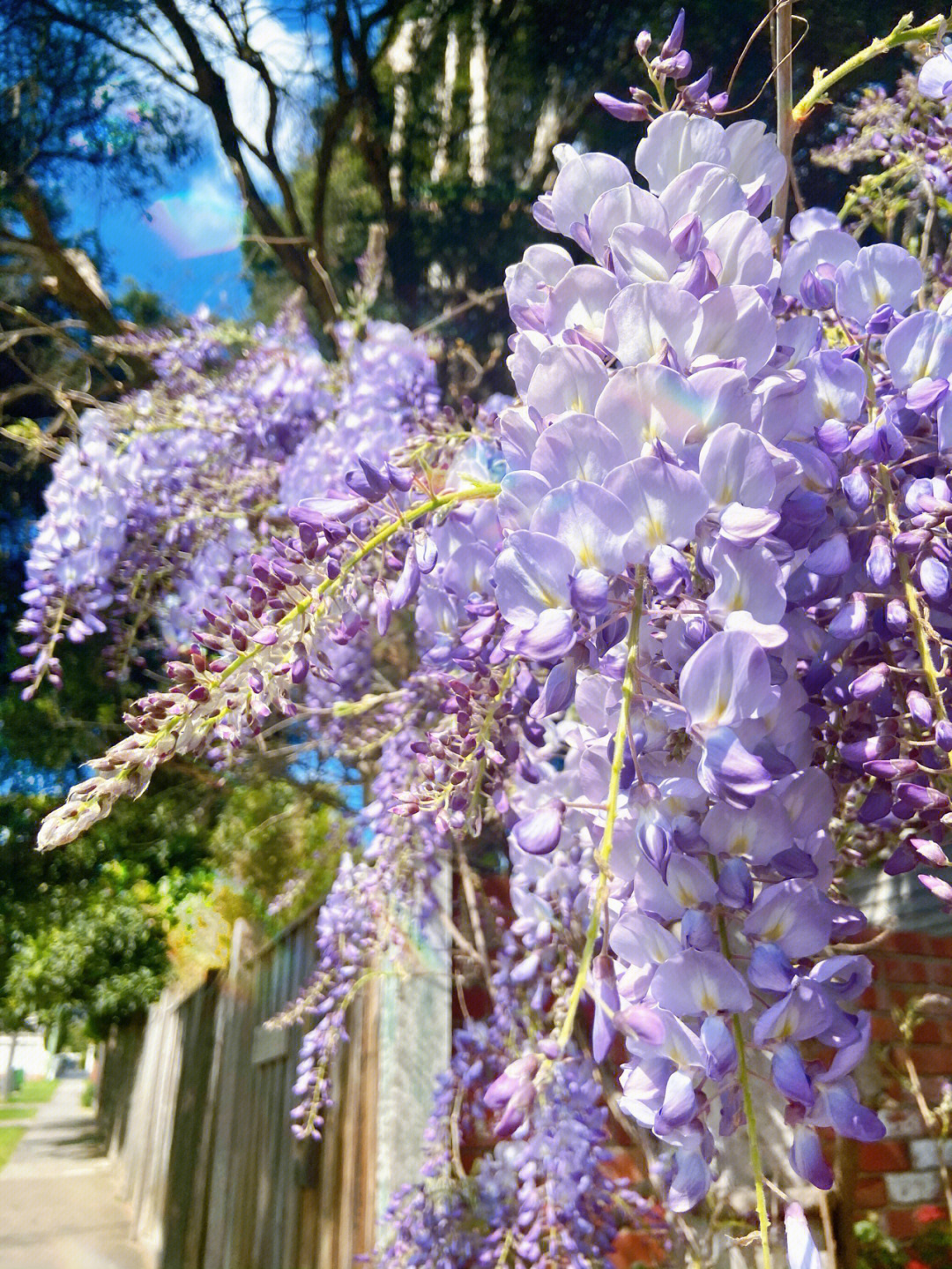 紫藤花一年四季的变化图片