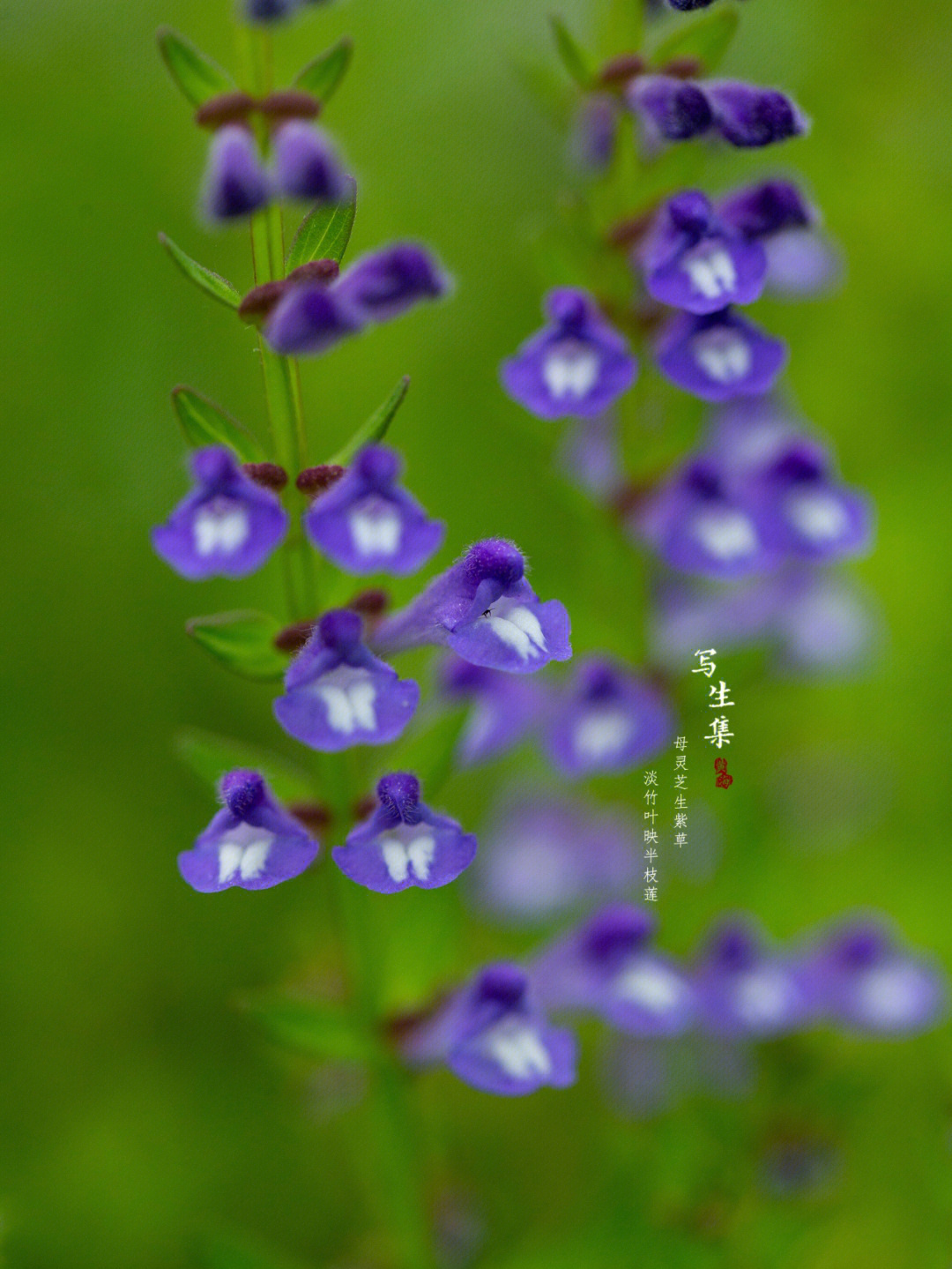 半枝莲开花的样子描写图片