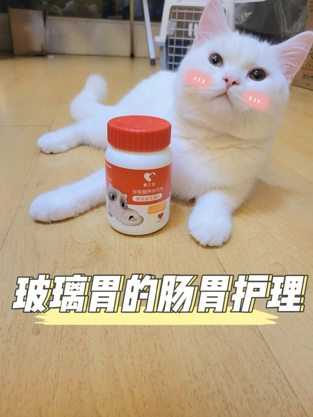 肠胃猫高清图图片