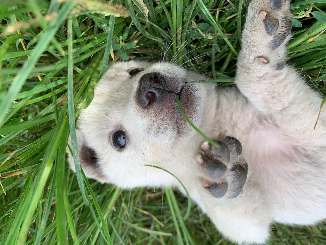 白毛犬图片