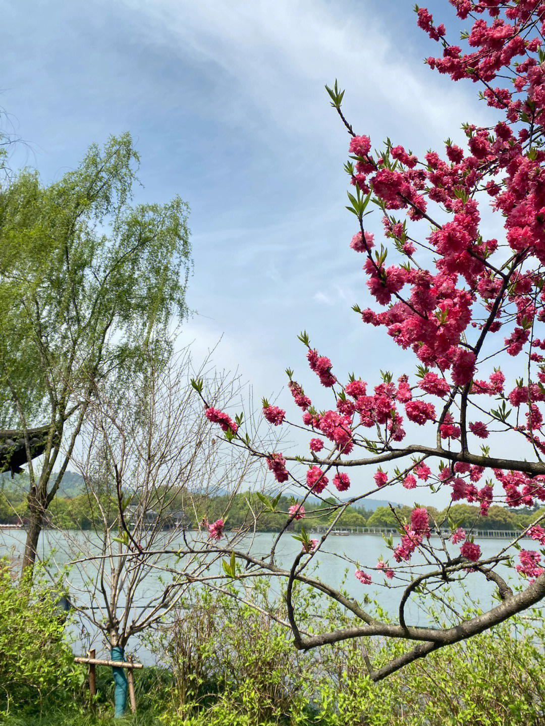 太子湾花海