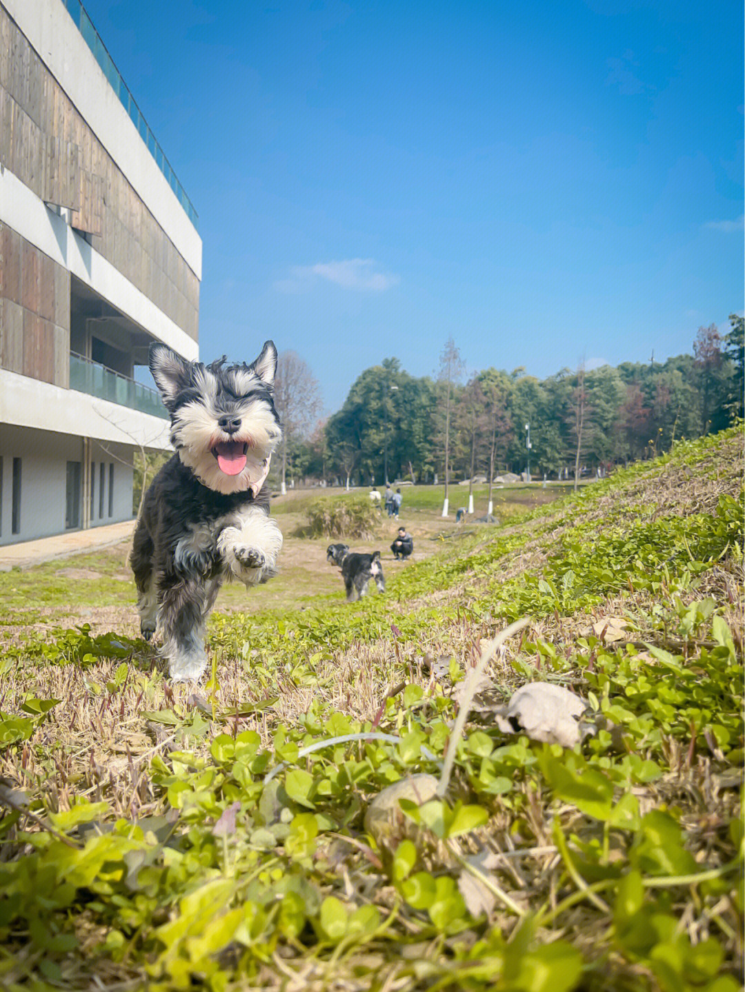 成都允许遛狗的公园图片