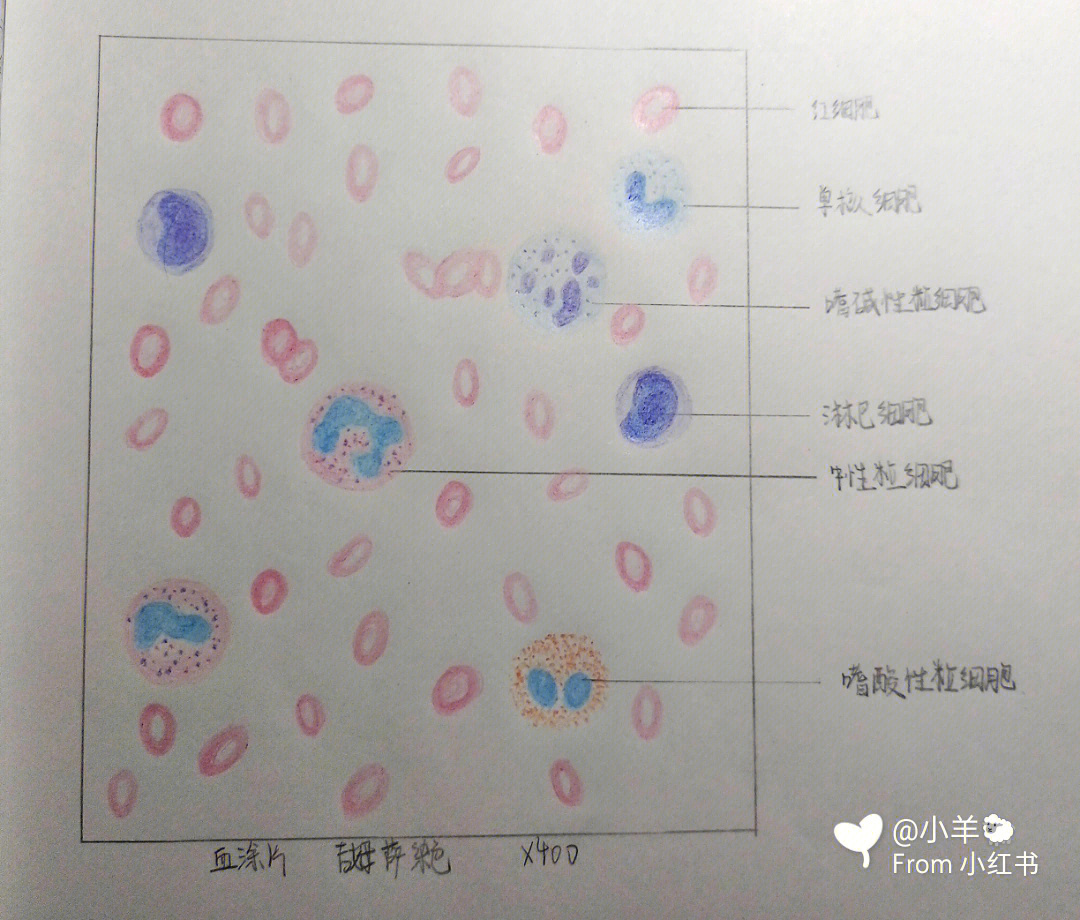 中性粒细胞绘图图片