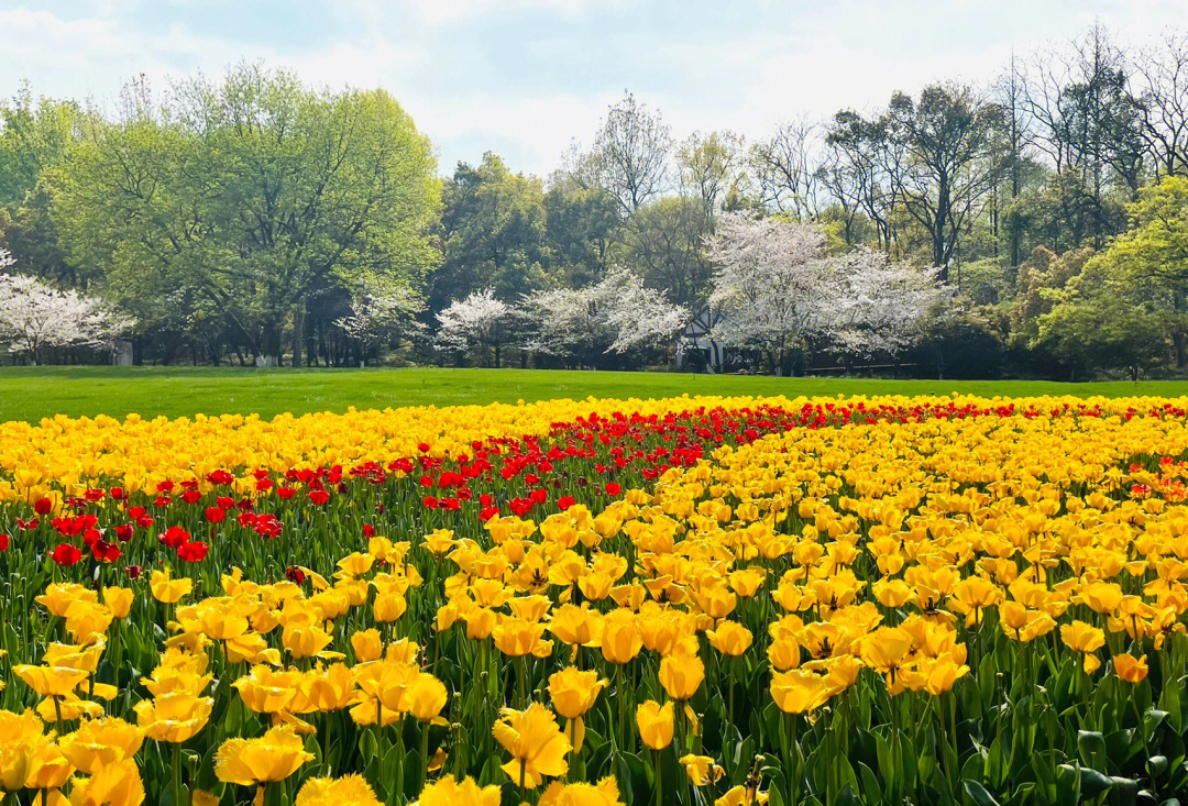 汝南郁金香花海图片