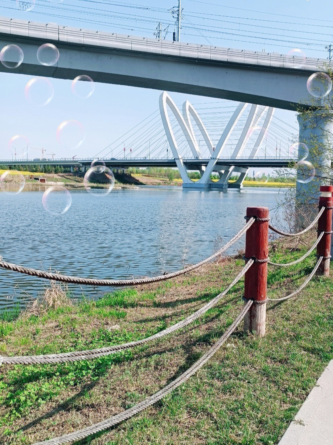 西安周边沣河湿地公园油菜花田