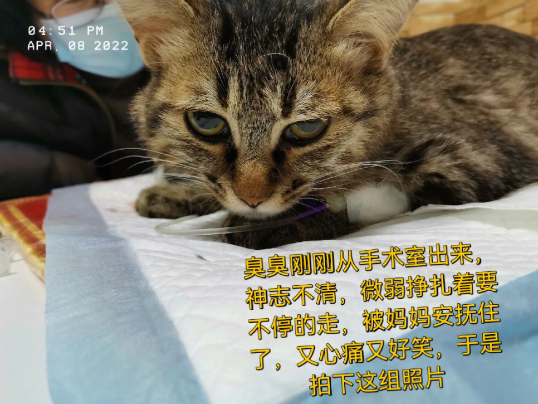 小猫前腿畸形矫正图片图片