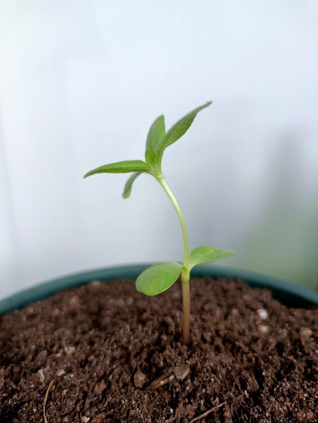 矮生向日葵情人节种植图片