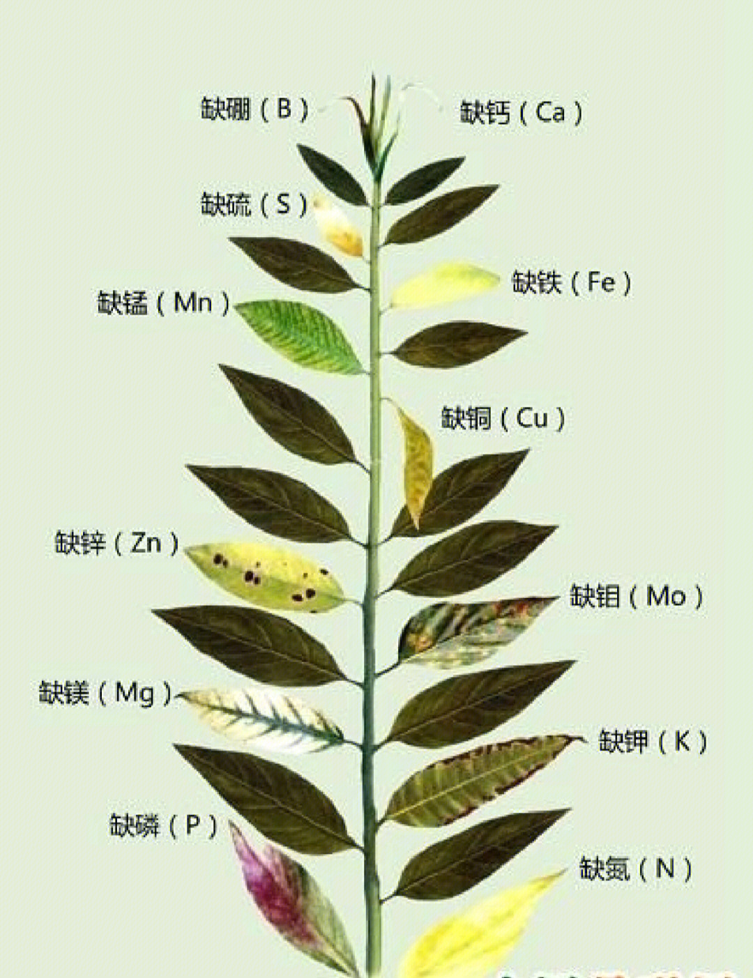 肥料对植物的重要性氮磷钾三元素为主