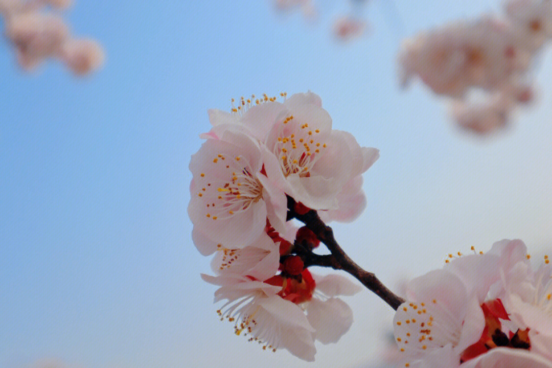 春日限定杏花拍照小技巧