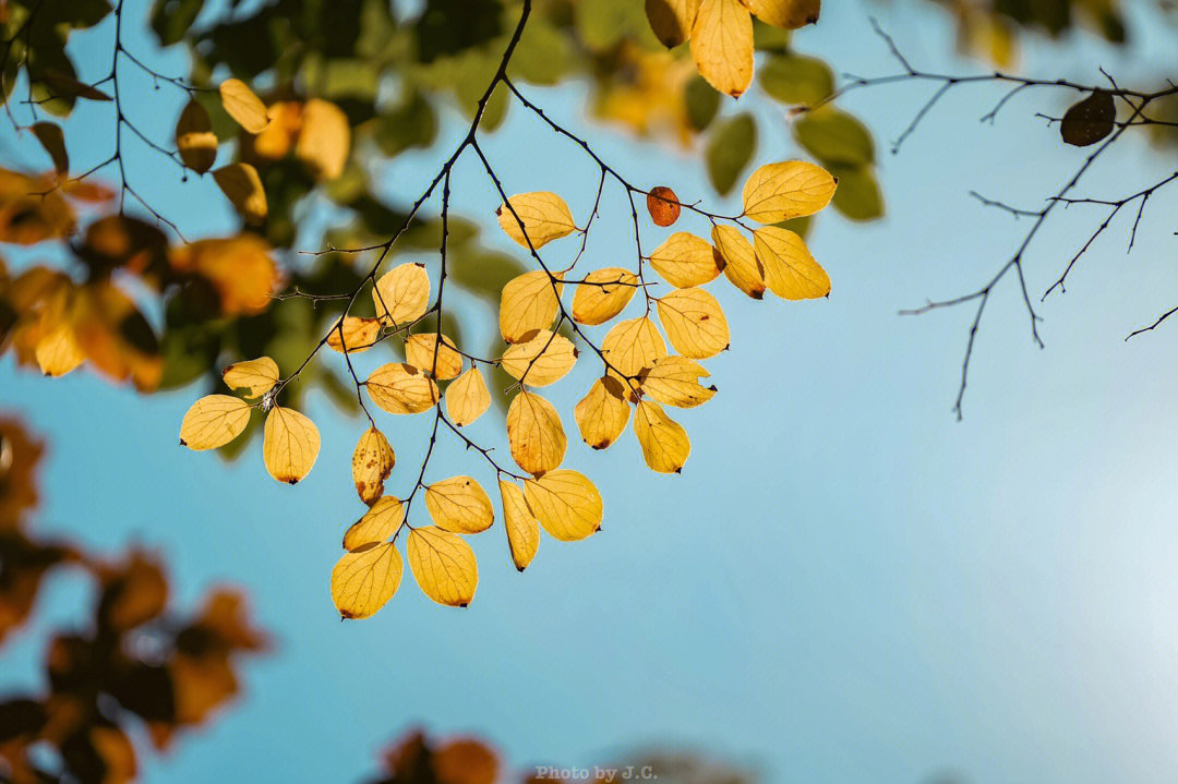秋叶静美