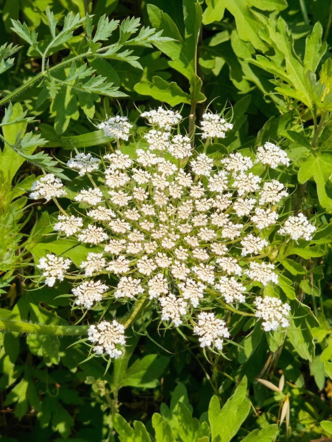 野胡萝卜花∣童年常见却不知道名字的野花