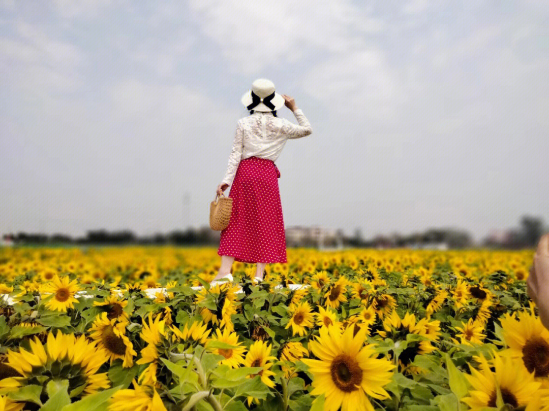 仙眷花洲海纳花海图片