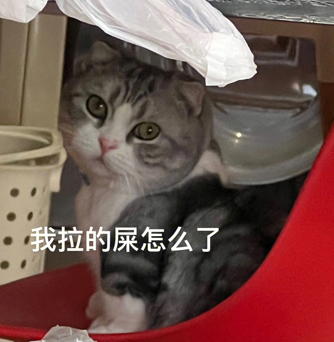 麝香猫拉屎图片