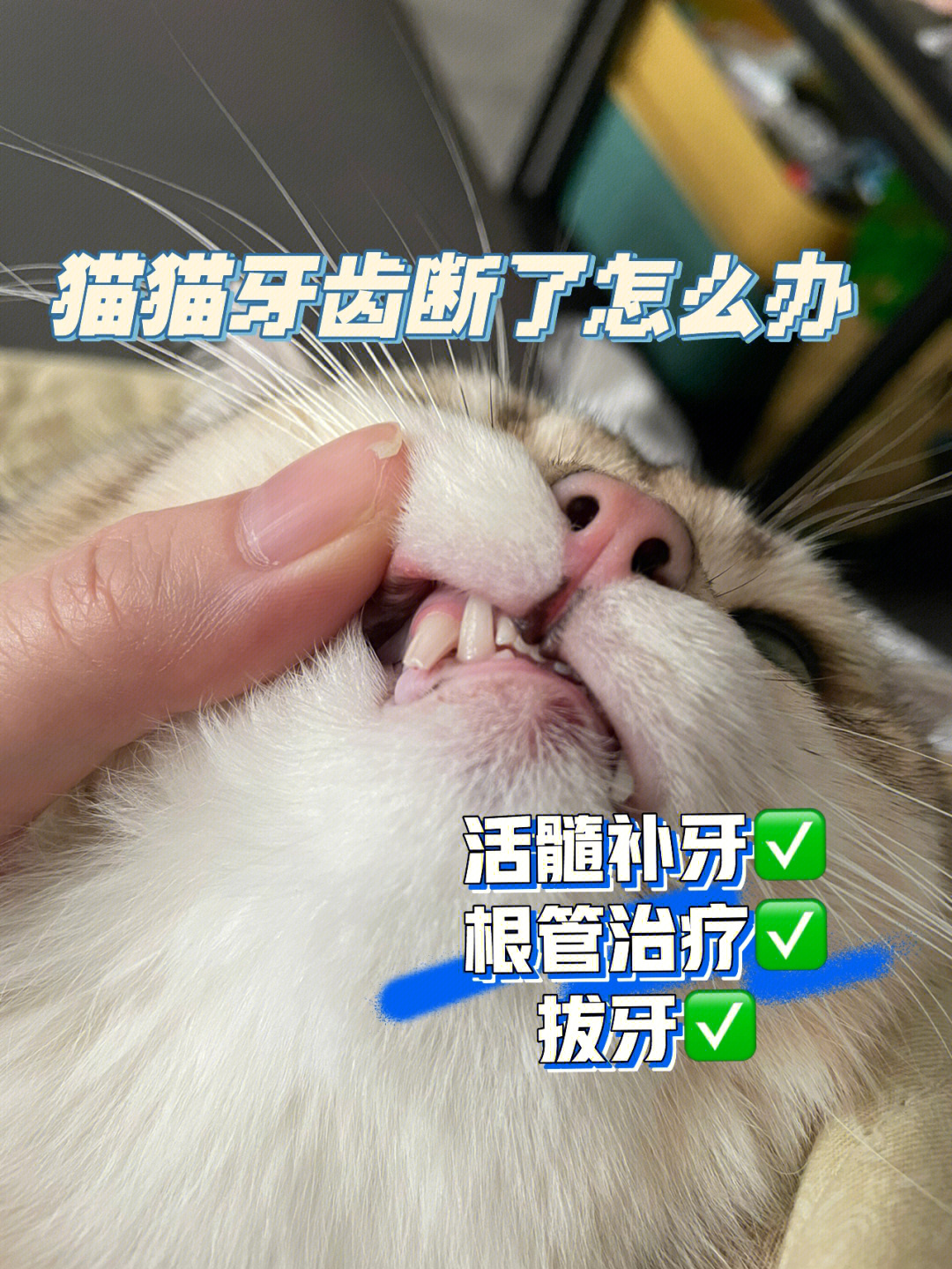 猫牙齿磕断了猫咪活髓补牙记录