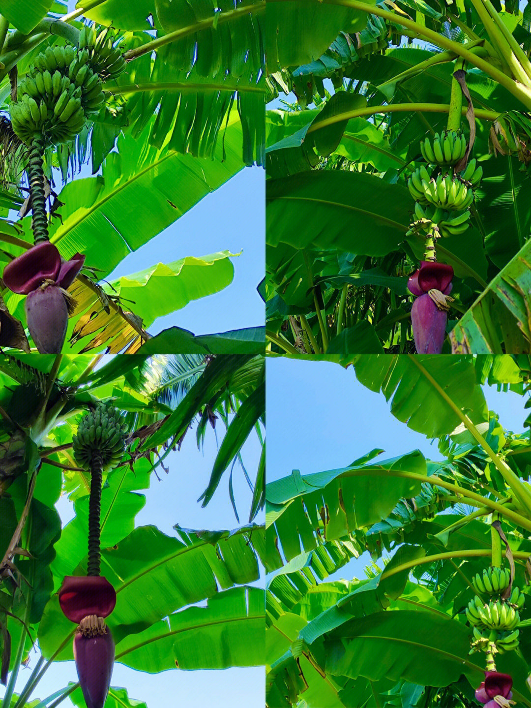 介绍芭蕉树图片