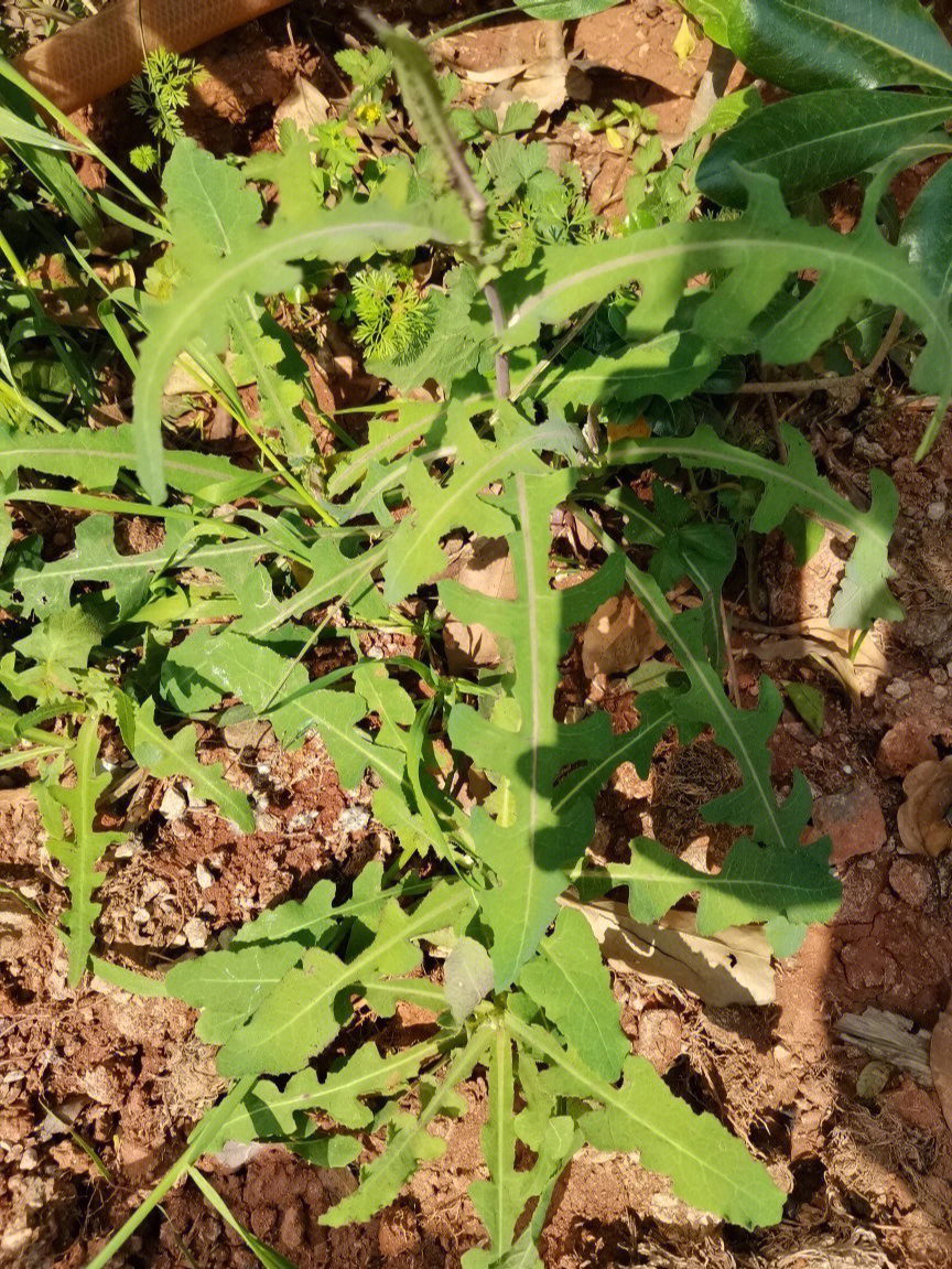 哪些野菜不能吃图片