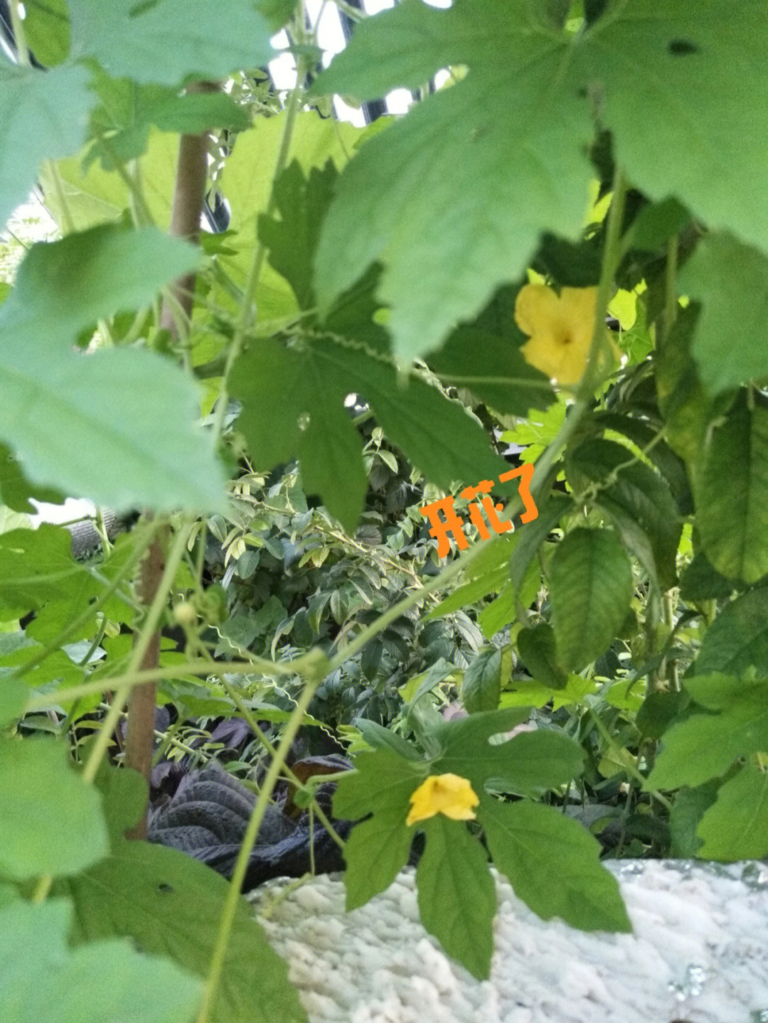 小癞瓜种植技术图片