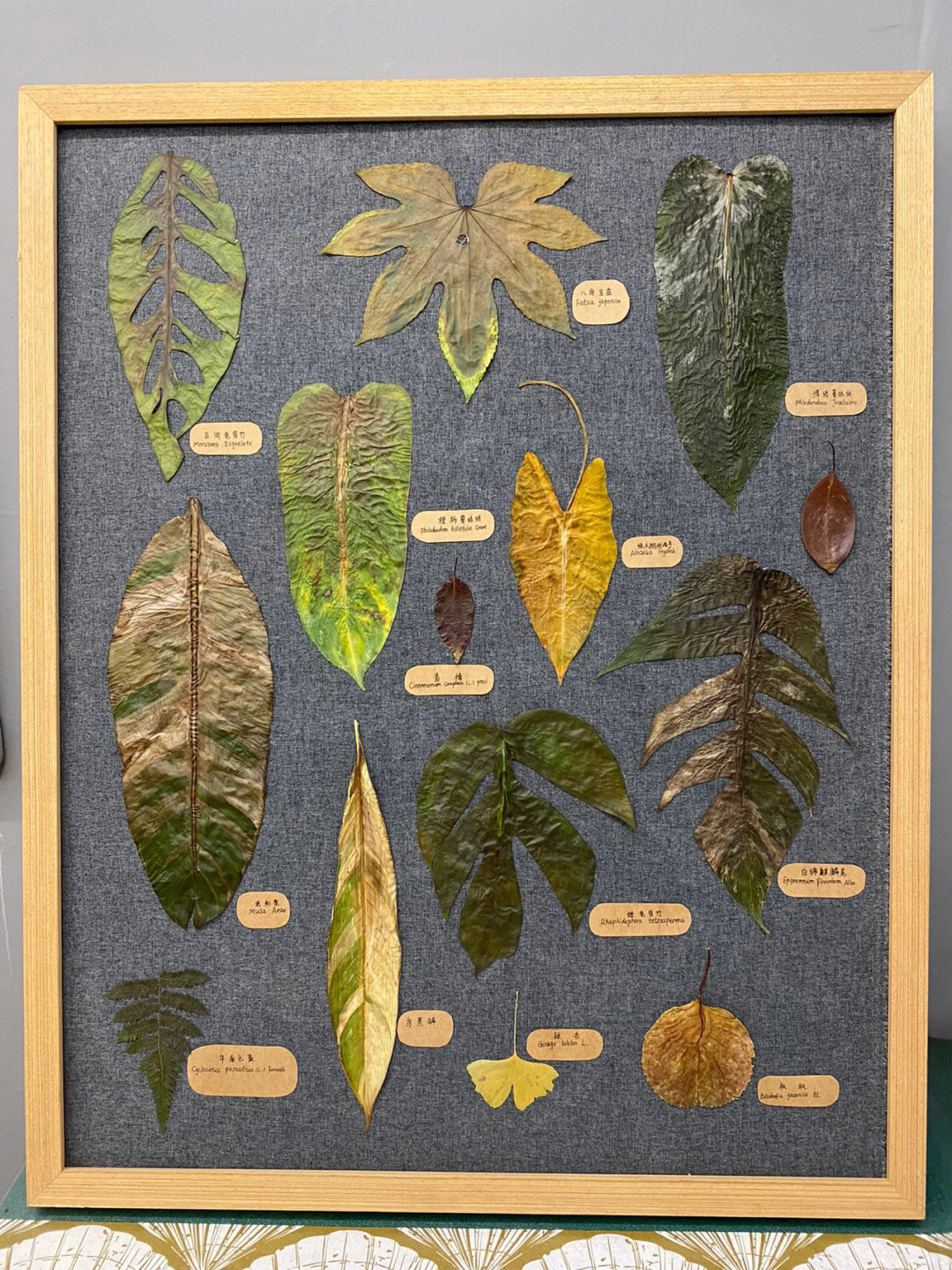树叶叶脉标本制作方法图片