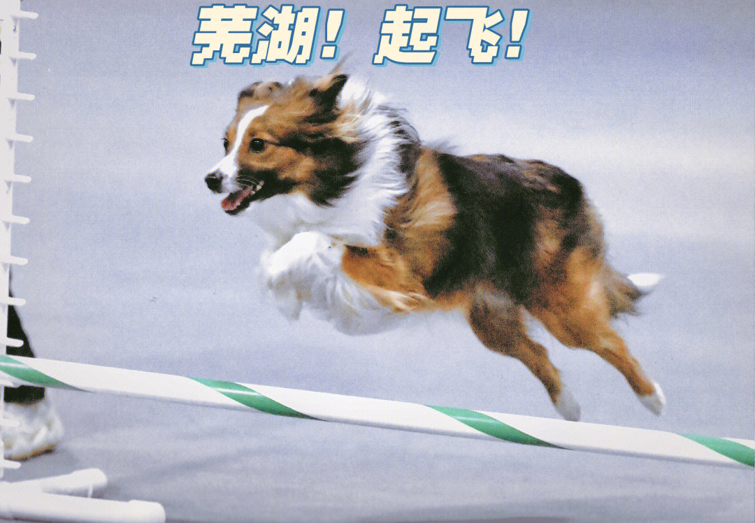 一只狗在飞的表情包图片
